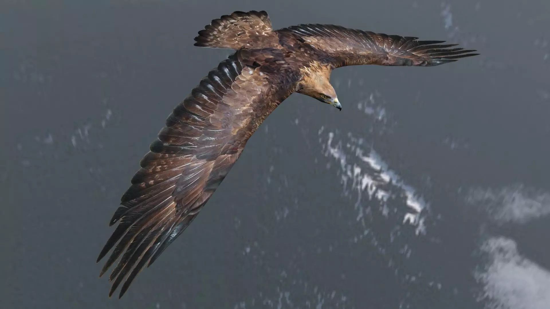 Animated low poly eagle Low-poly 3D model