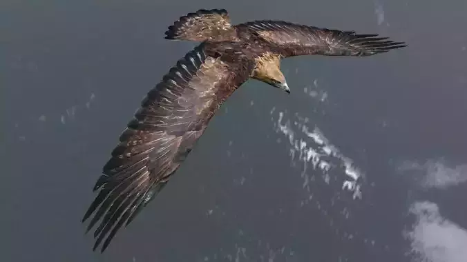 Animated low poly eagle Low-poly 3D model