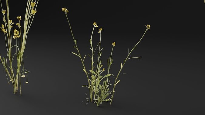 Chrysocephalum apiculatum