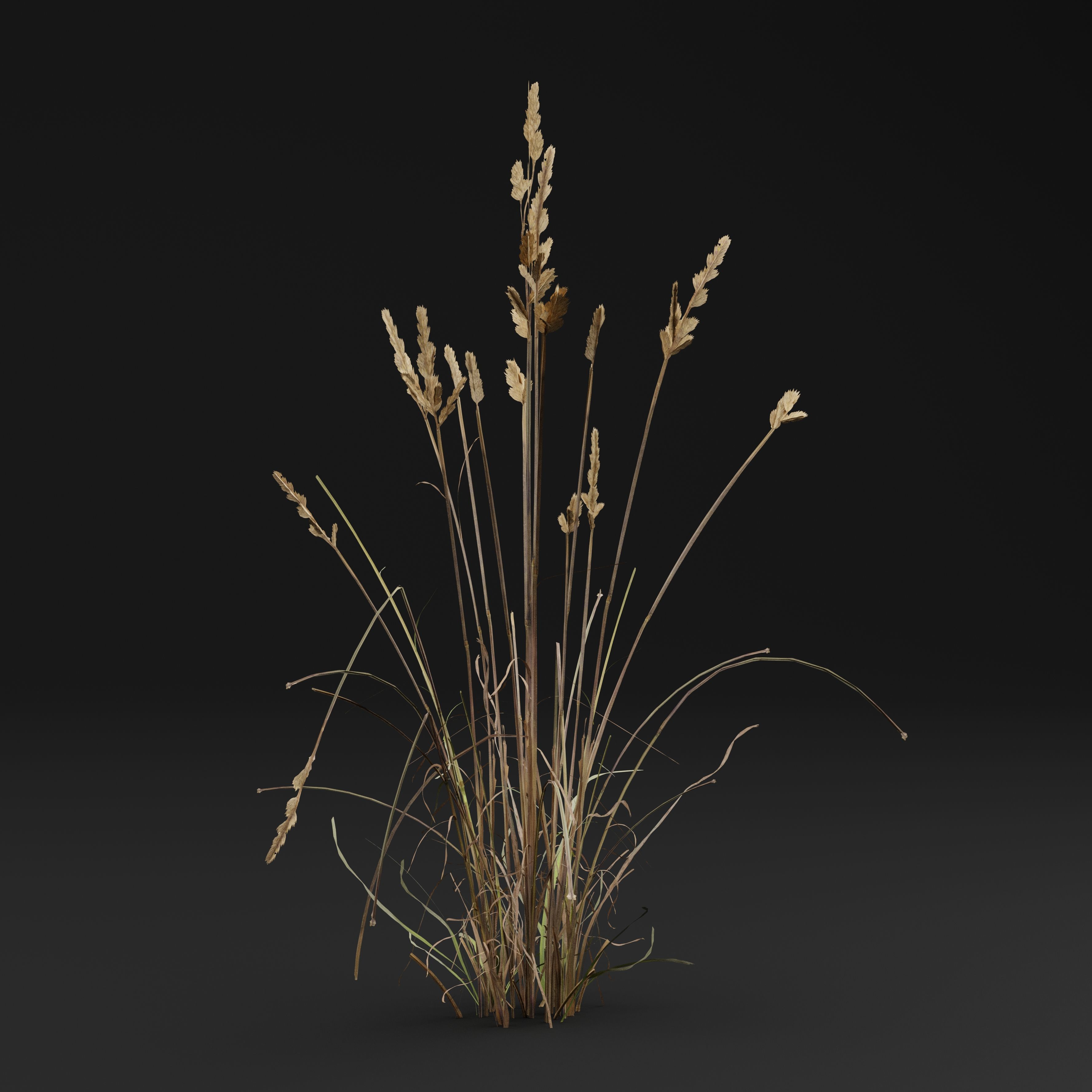 Cat grass 3D model_5