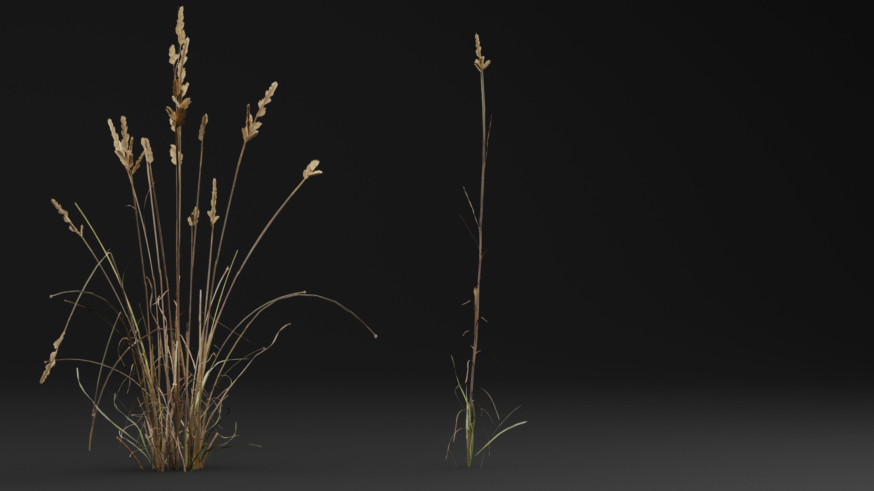Cat grass 3D model_2