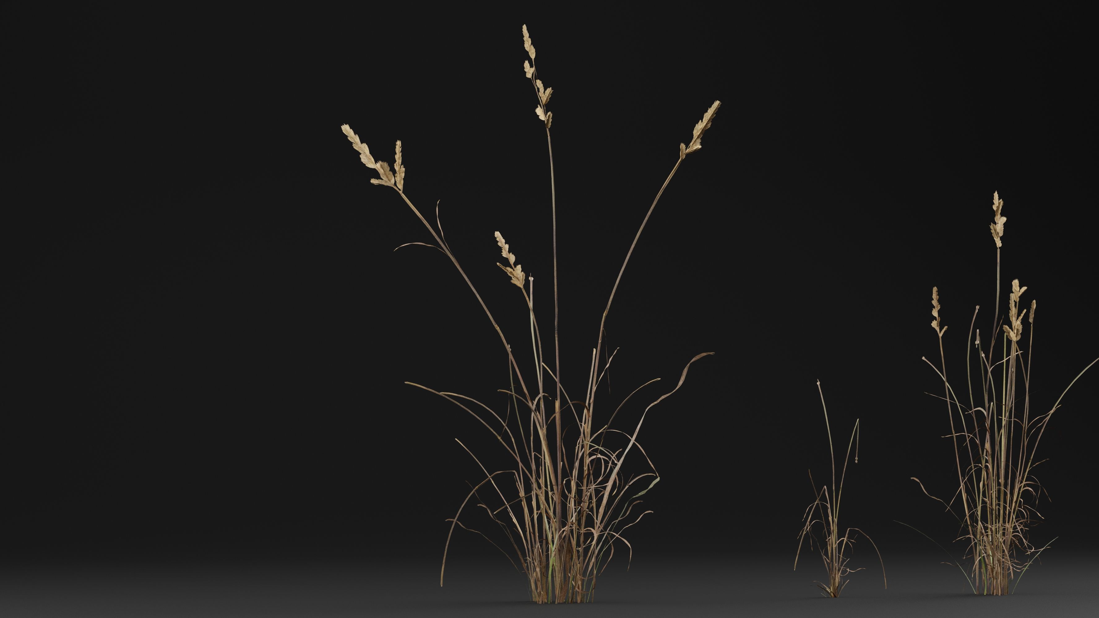 Cat grass 3D model_3