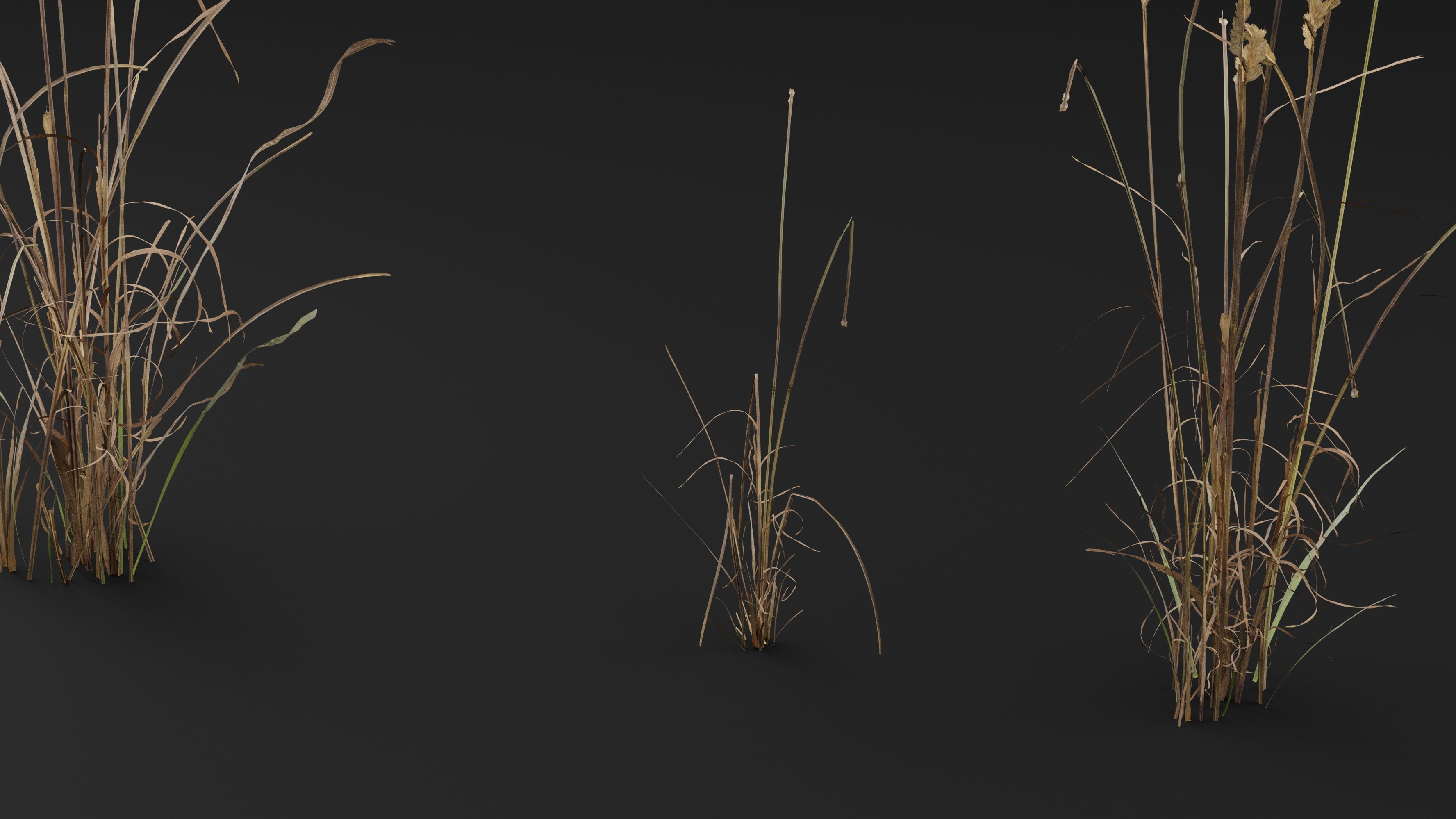 Cat grass 3D model_4