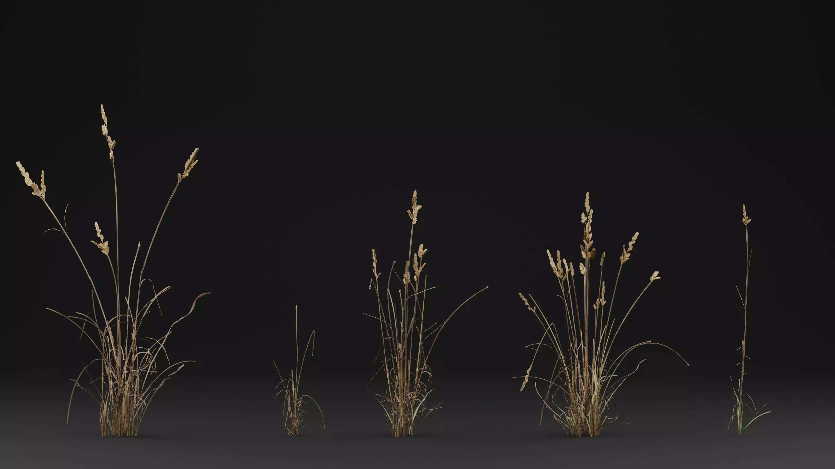 Cat grass 3D model_1
