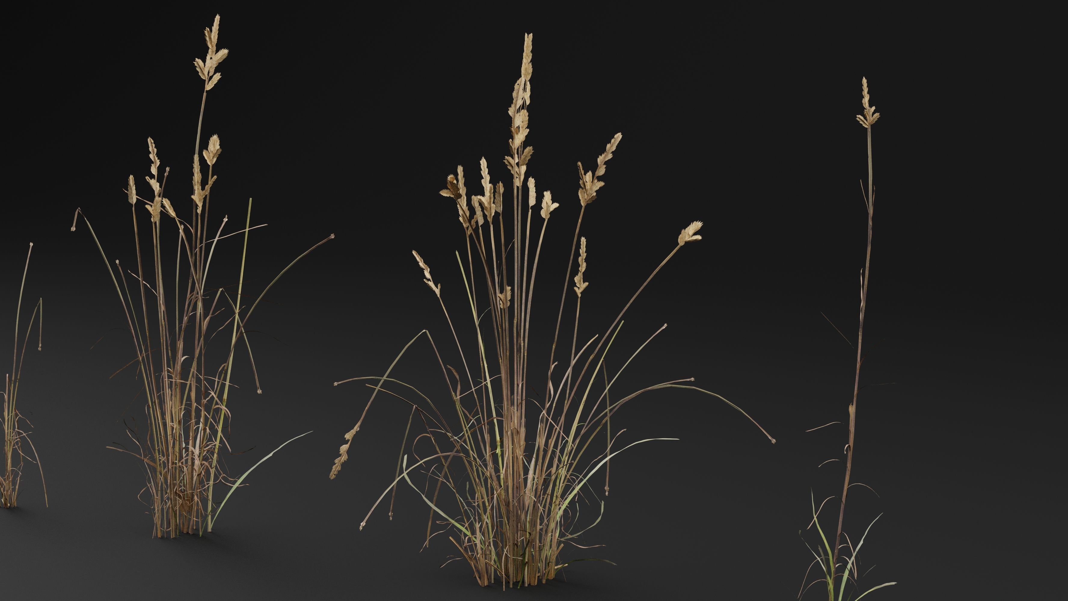 Cat grass 3D model_0