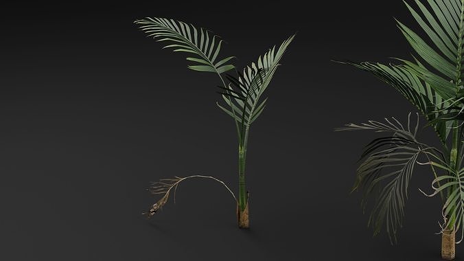 Cascade palm