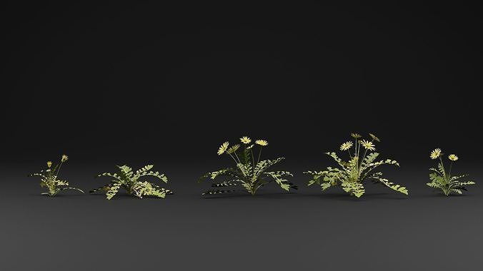 Cape dandelion 3D model