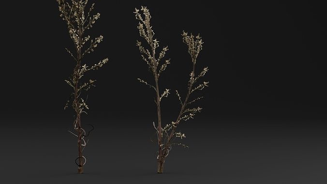Bushy Starwort 3D model