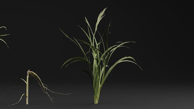 Bromus diandrus