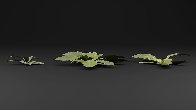 Broadleaf weeds 3D model