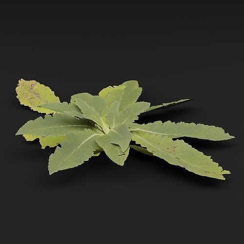 Broadleaf weeds 3D model