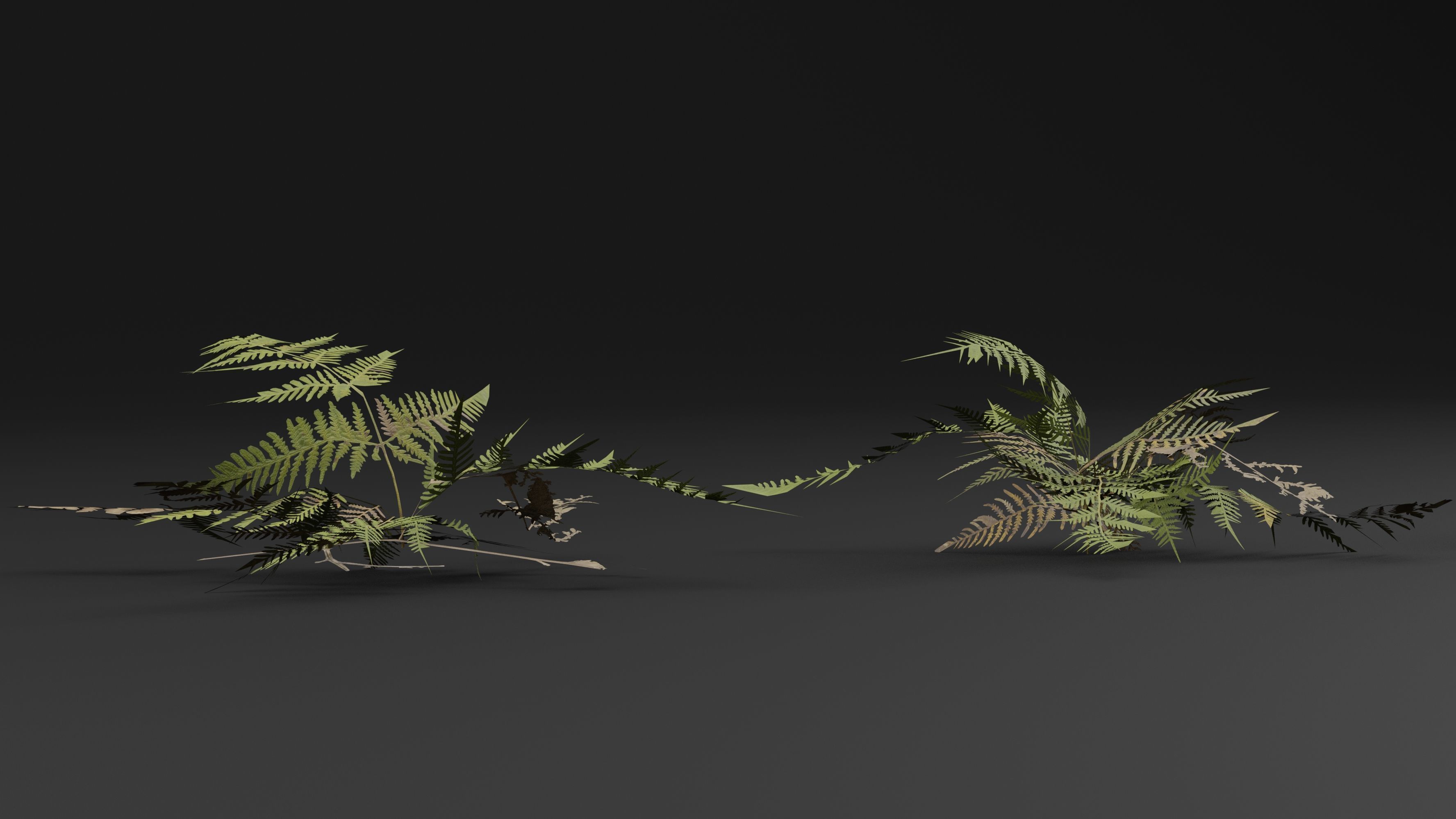 Bracken Fern 3D model_5