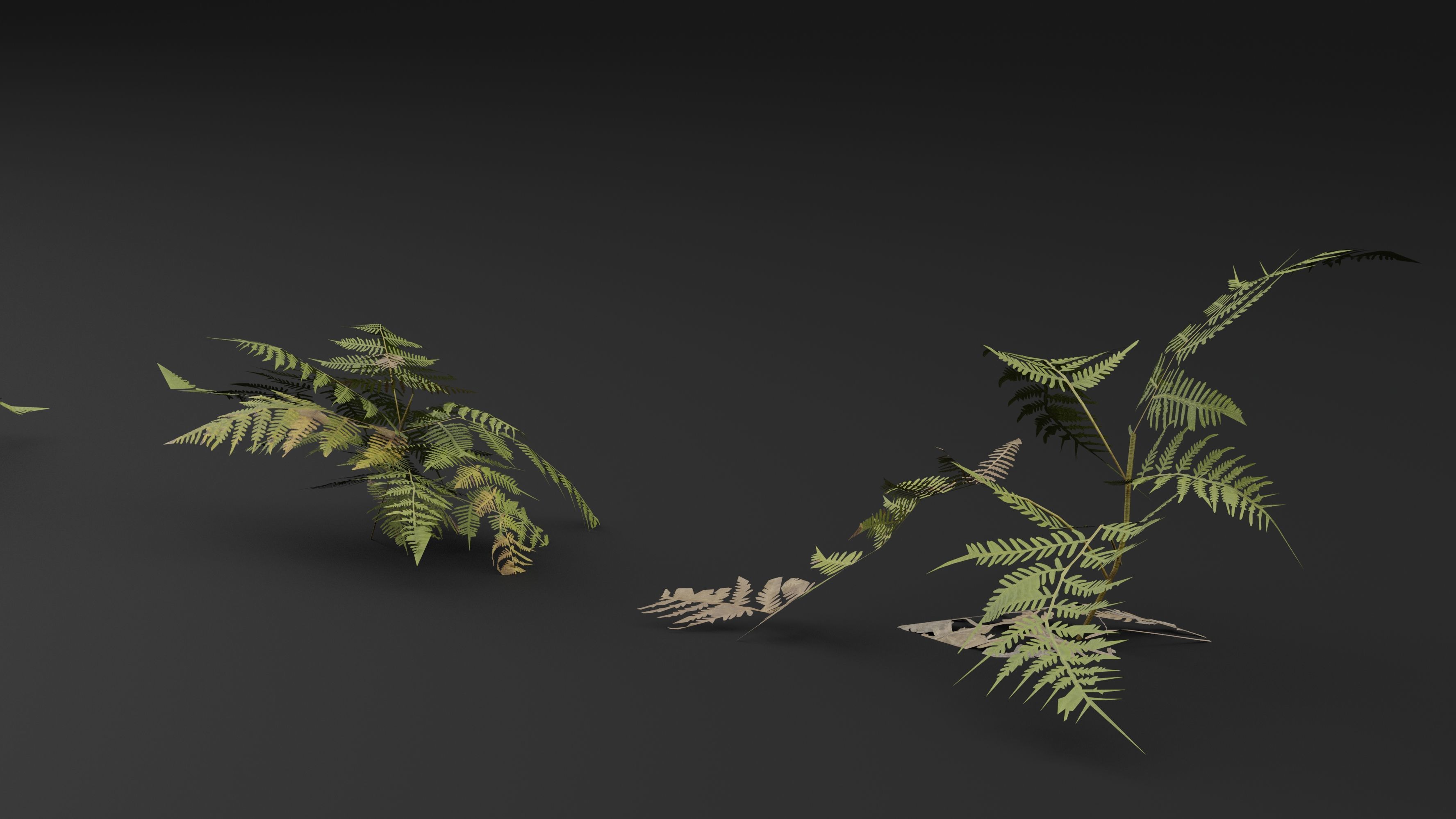 Bracken Fern 3D model_3