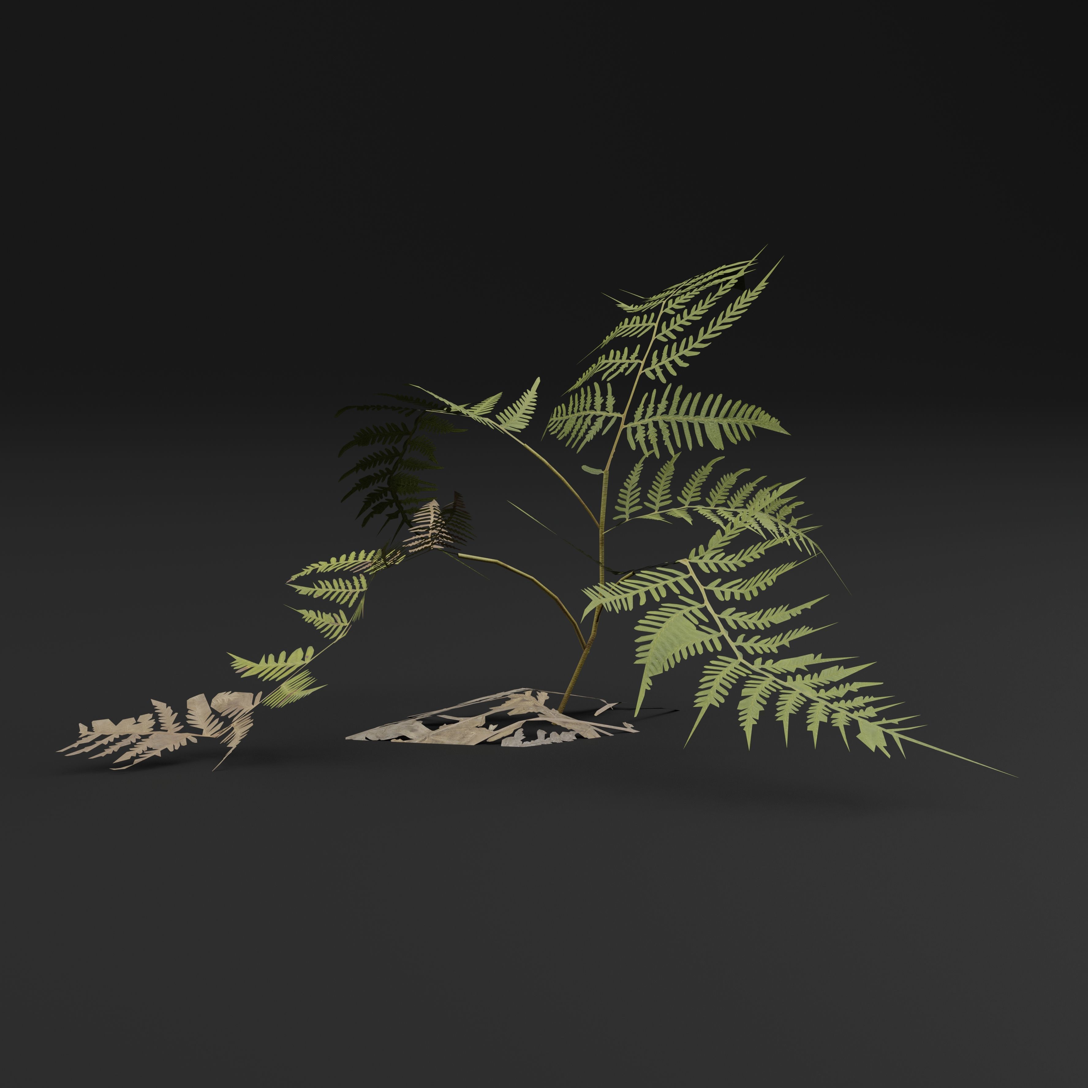 Bracken Fern 3D model_1