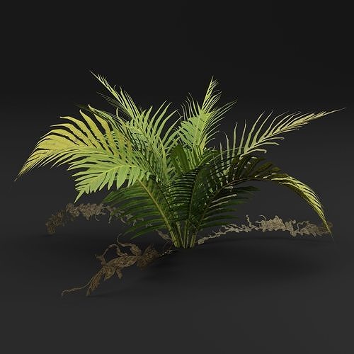 Athyrium filix-femina 3D model