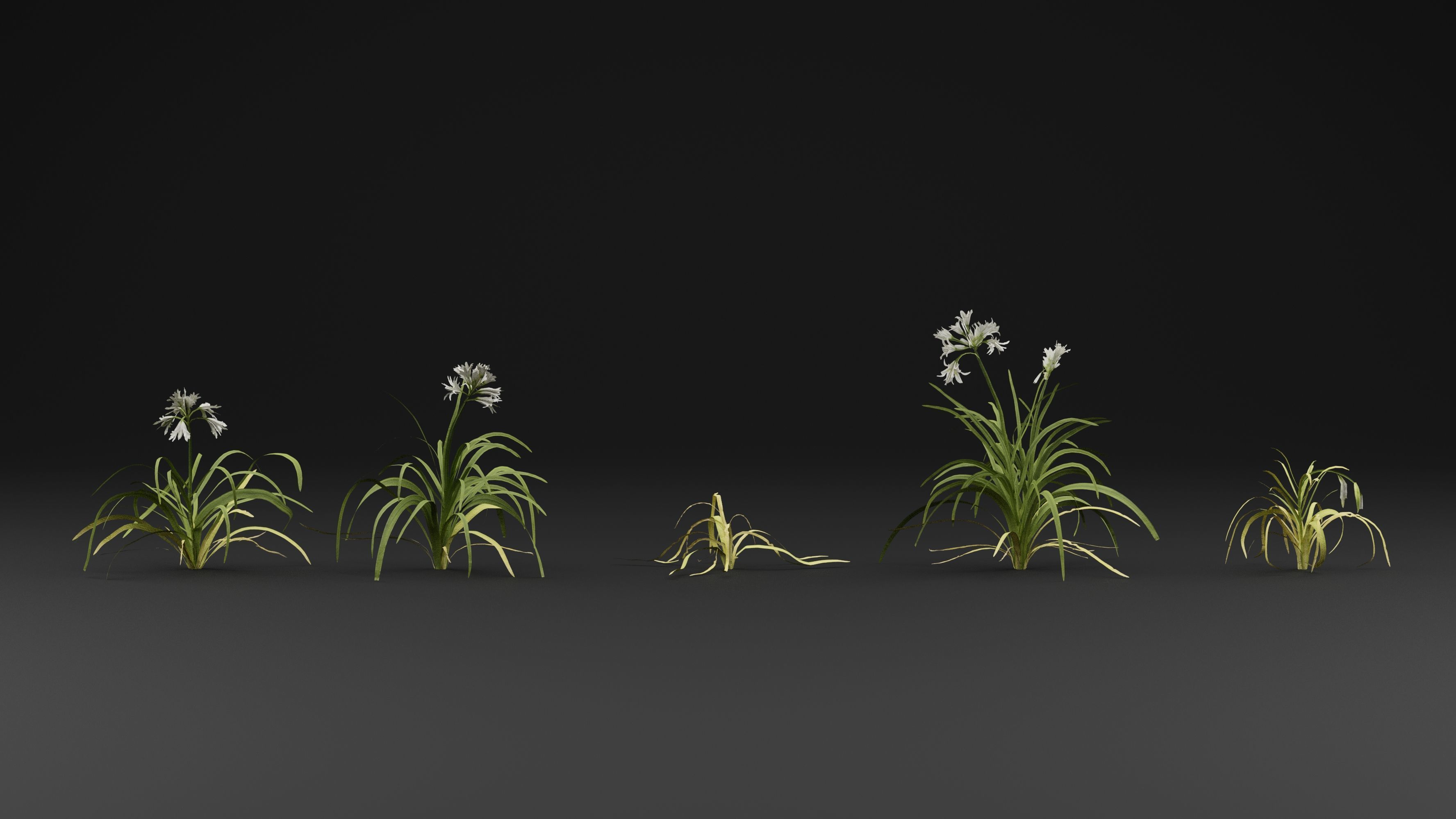 Allium triquetrum 3D model_1