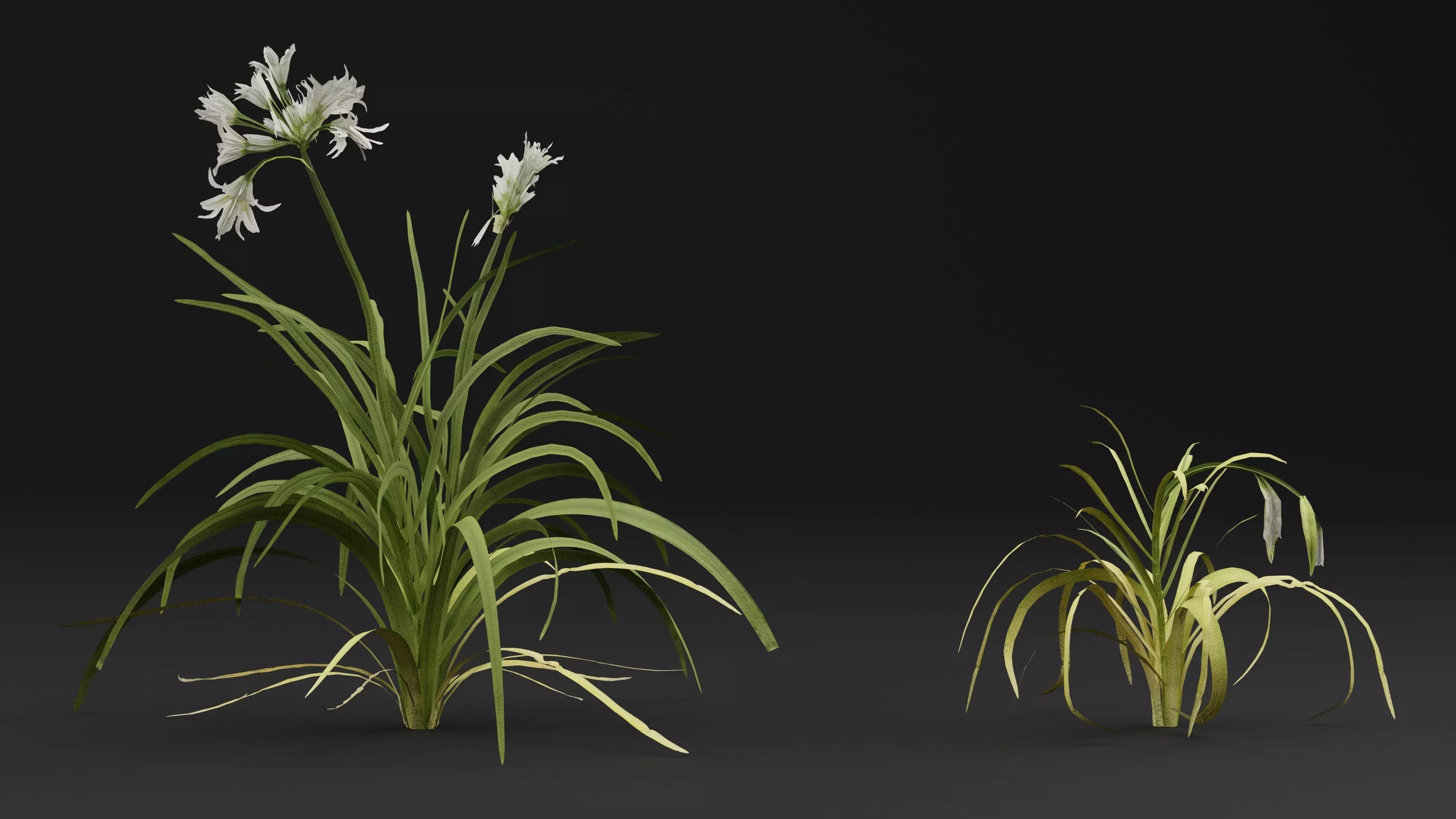 Allium triquetrum 3D model_2
