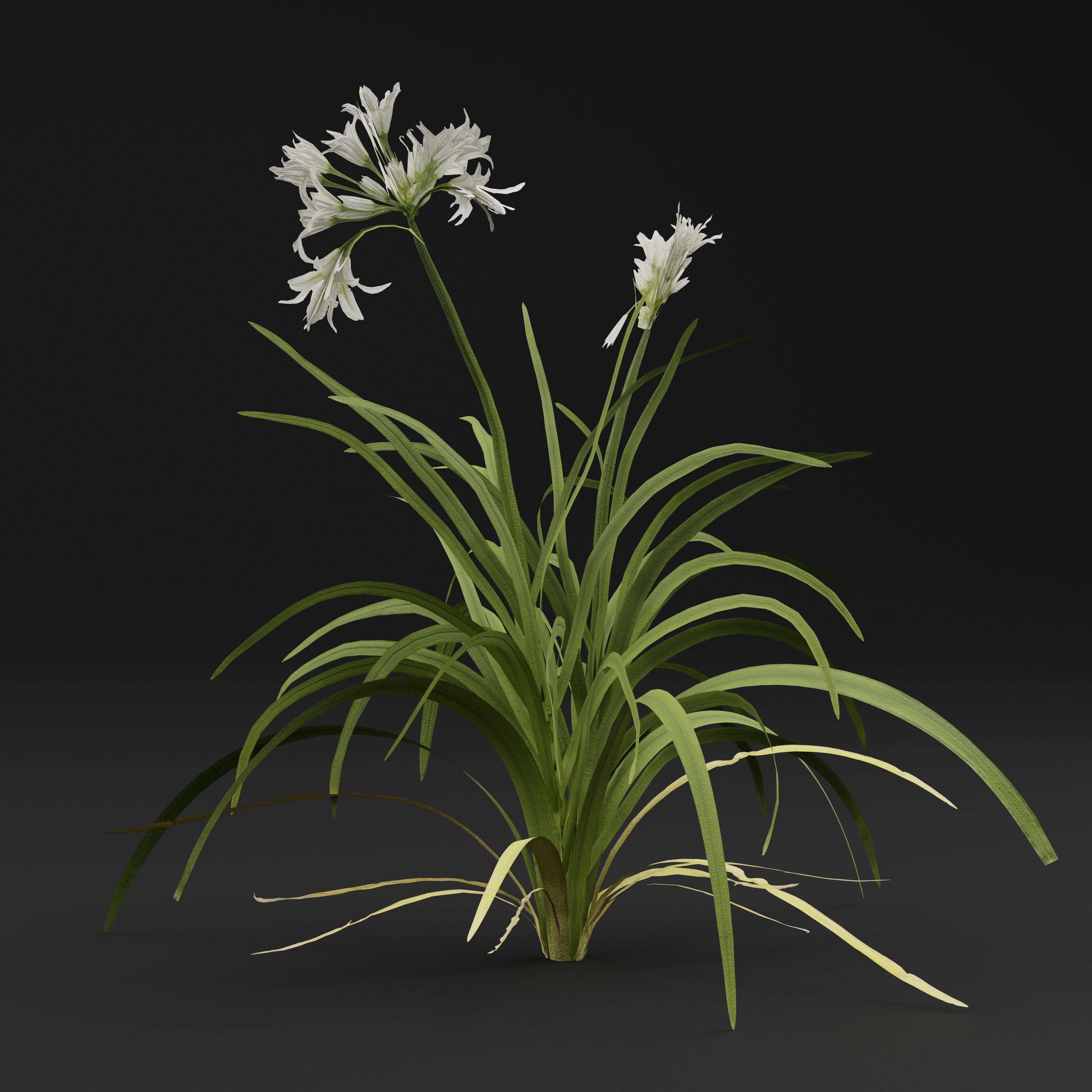 Allium triquetrum 3D model_5