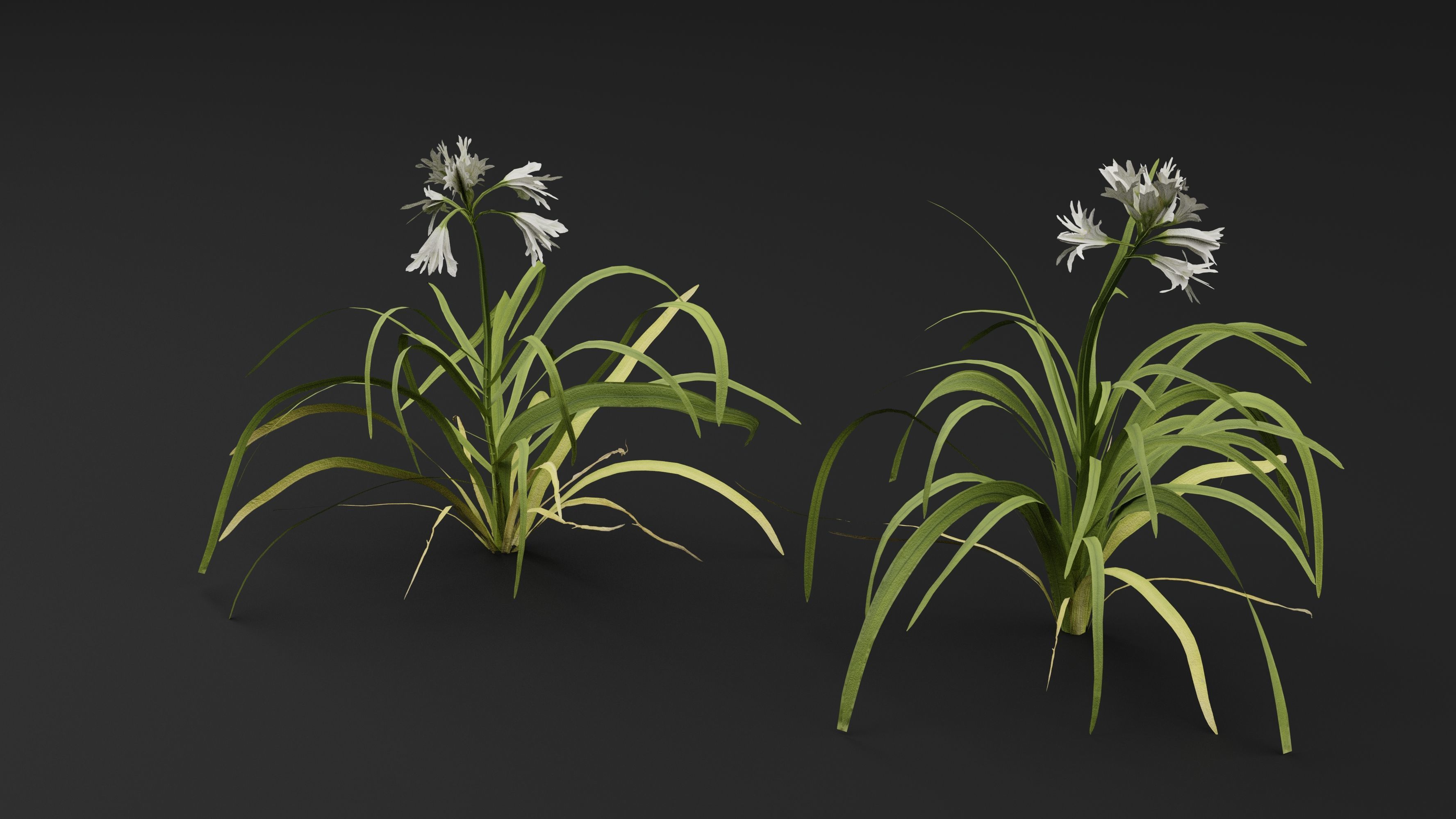 Allium triquetrum 3D model_0