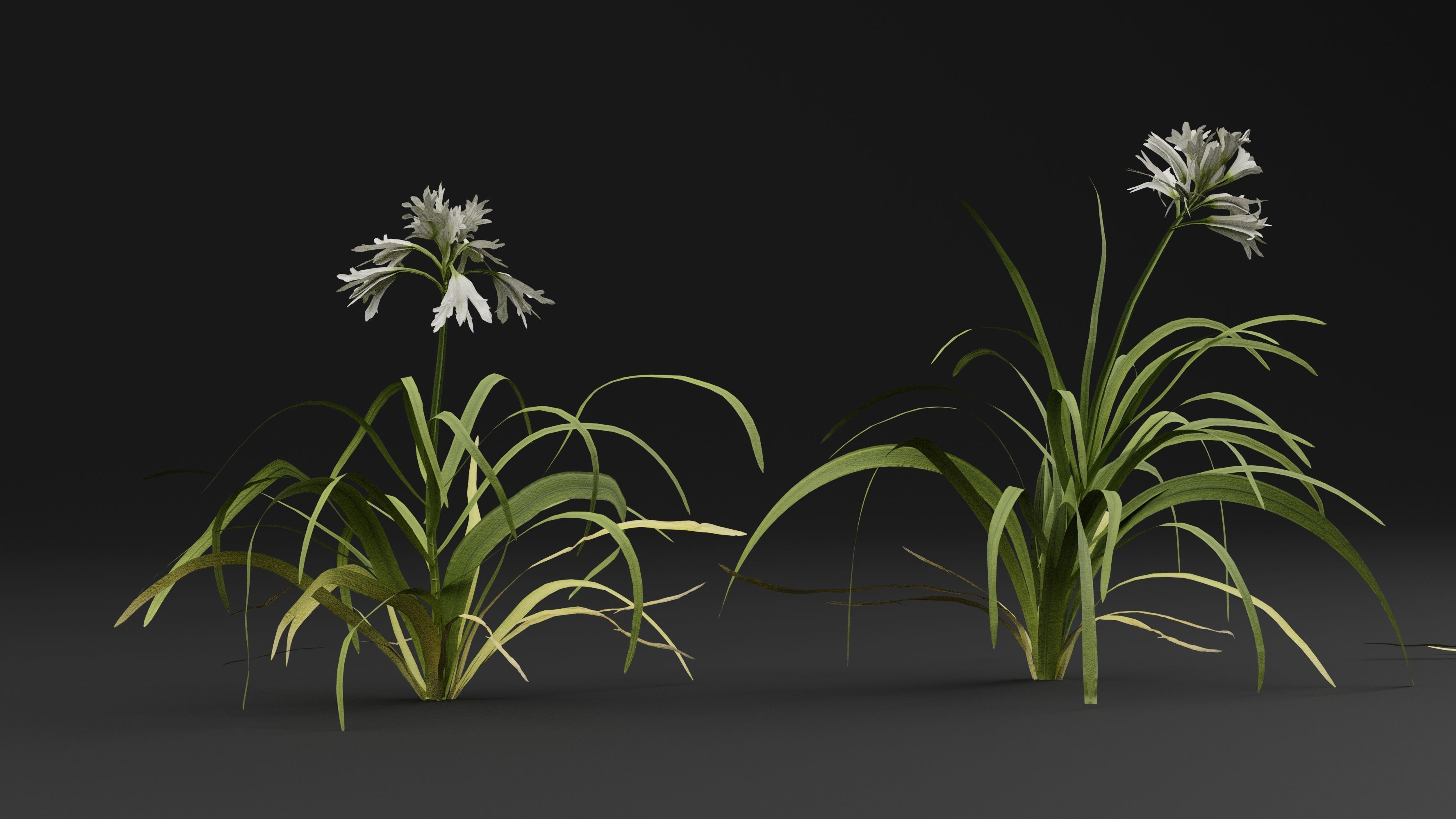 Allium triquetrum 3D model_4