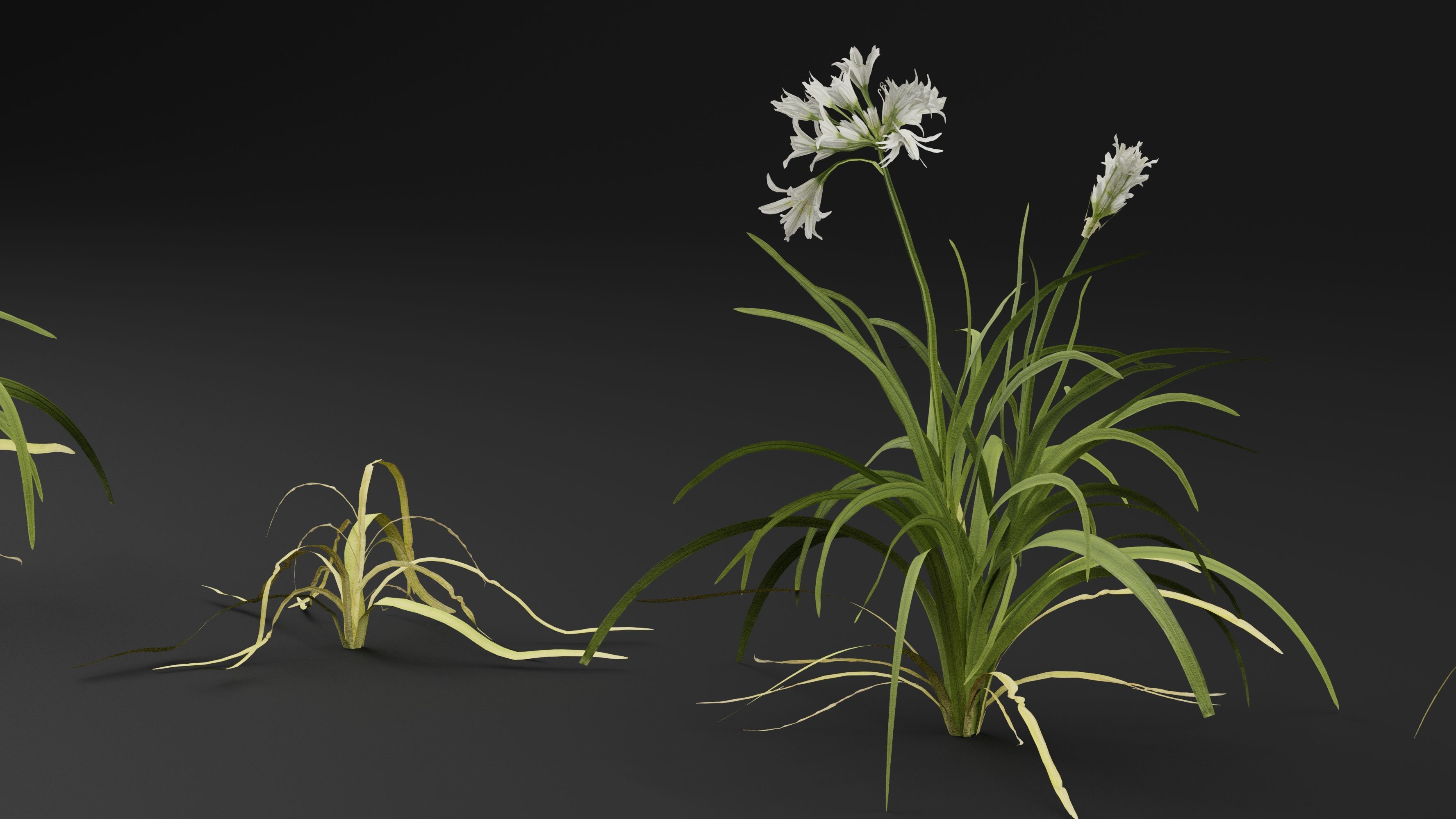 Allium triquetrum 3D model_3