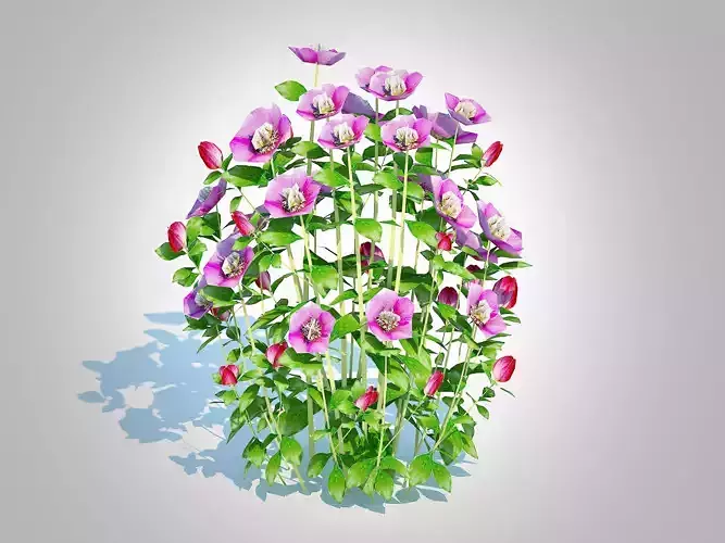 Plant  Helleborus orientalis - Lenten rose Pink   Low-poly 3D model