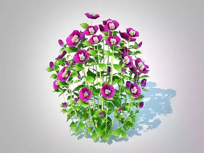 Plant  Helleborus orientalis - Lenten rose Purple  Low-poly 3D model