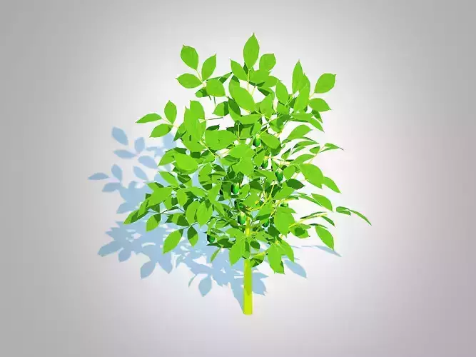 Plant  Bell  Pepper-green 