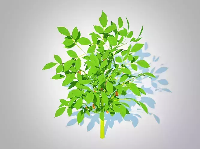 Plant  Bell Pepper-orange