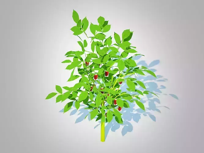 Plant  Bell Pepper-red