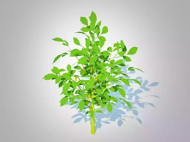 Plant  Bell Pepper-yellow