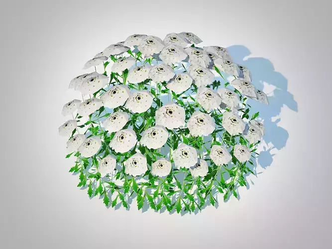 Plant   Iberis - Candytuft