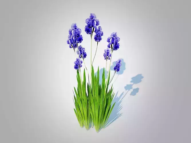 Plant  Iris germanica - Blue Bearded Iris  