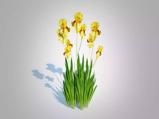 Plant   Iris germanica - Yellow Bearded Iris