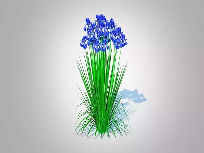 Plant  Iris siberica - Blue Siberian Iris