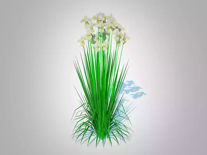 Plant   Iris siberica - White Siberian Iris