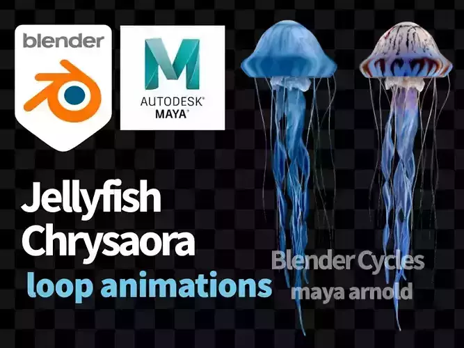 Jellyfish Chrysaora 