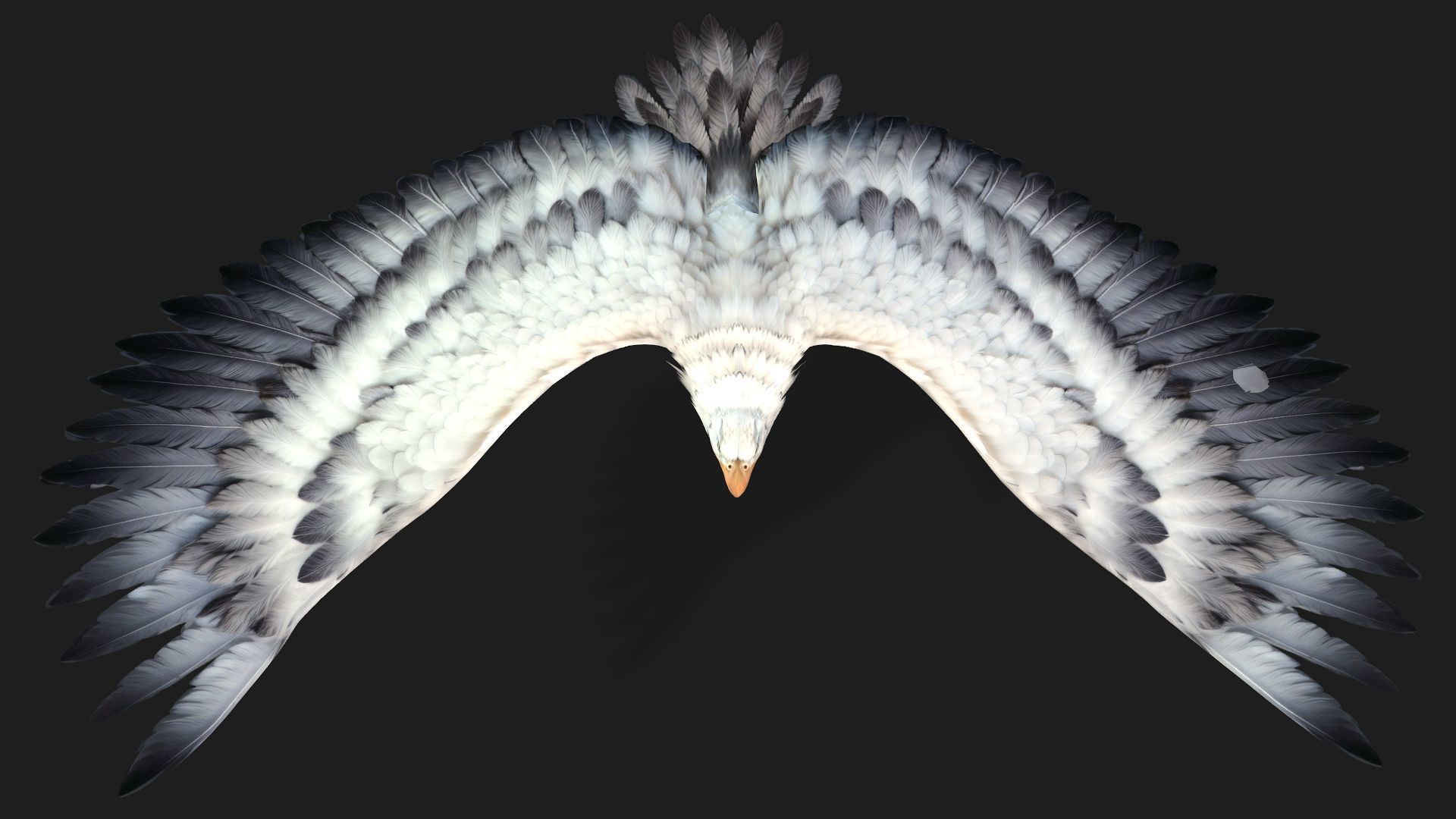 Eagle-B3 3D model_10