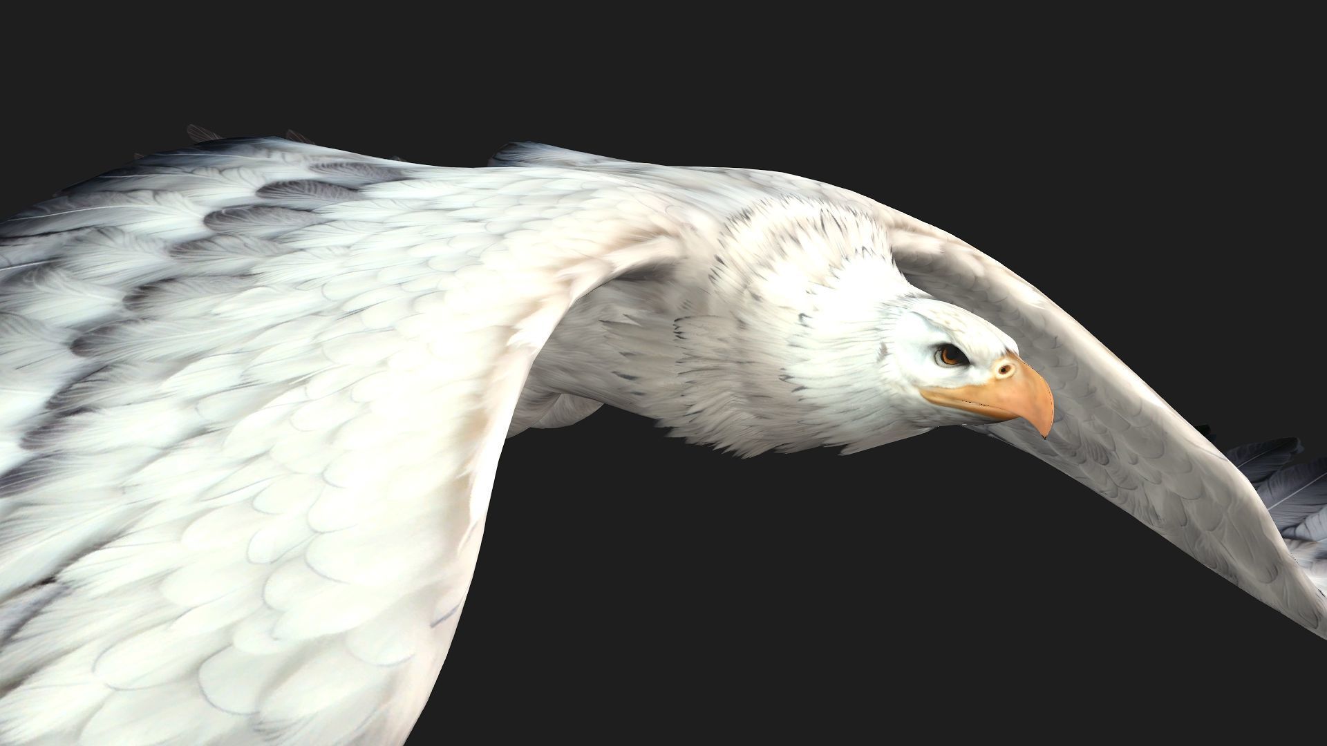 Eagle-B3 3D model_8