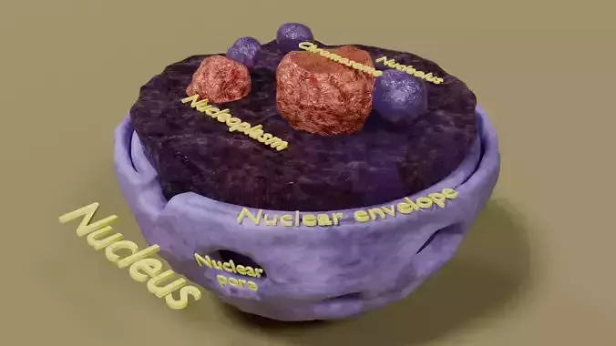 Nucleus structure schematic 3d model Low-poly 3D model
