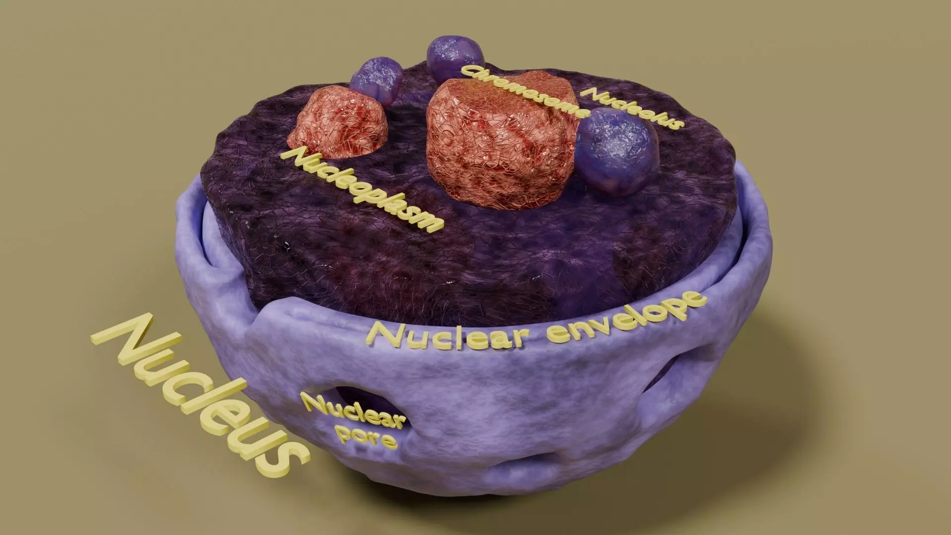 Nucleus structure schematic 3d model Low-poly 3D model_0