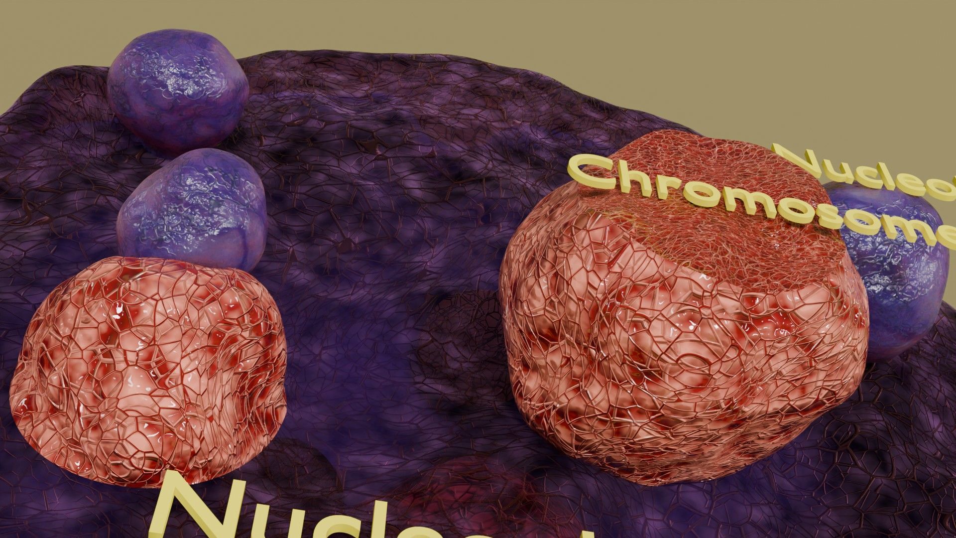 Nucleus structure schematic 3d model Low-poly 3D model_8