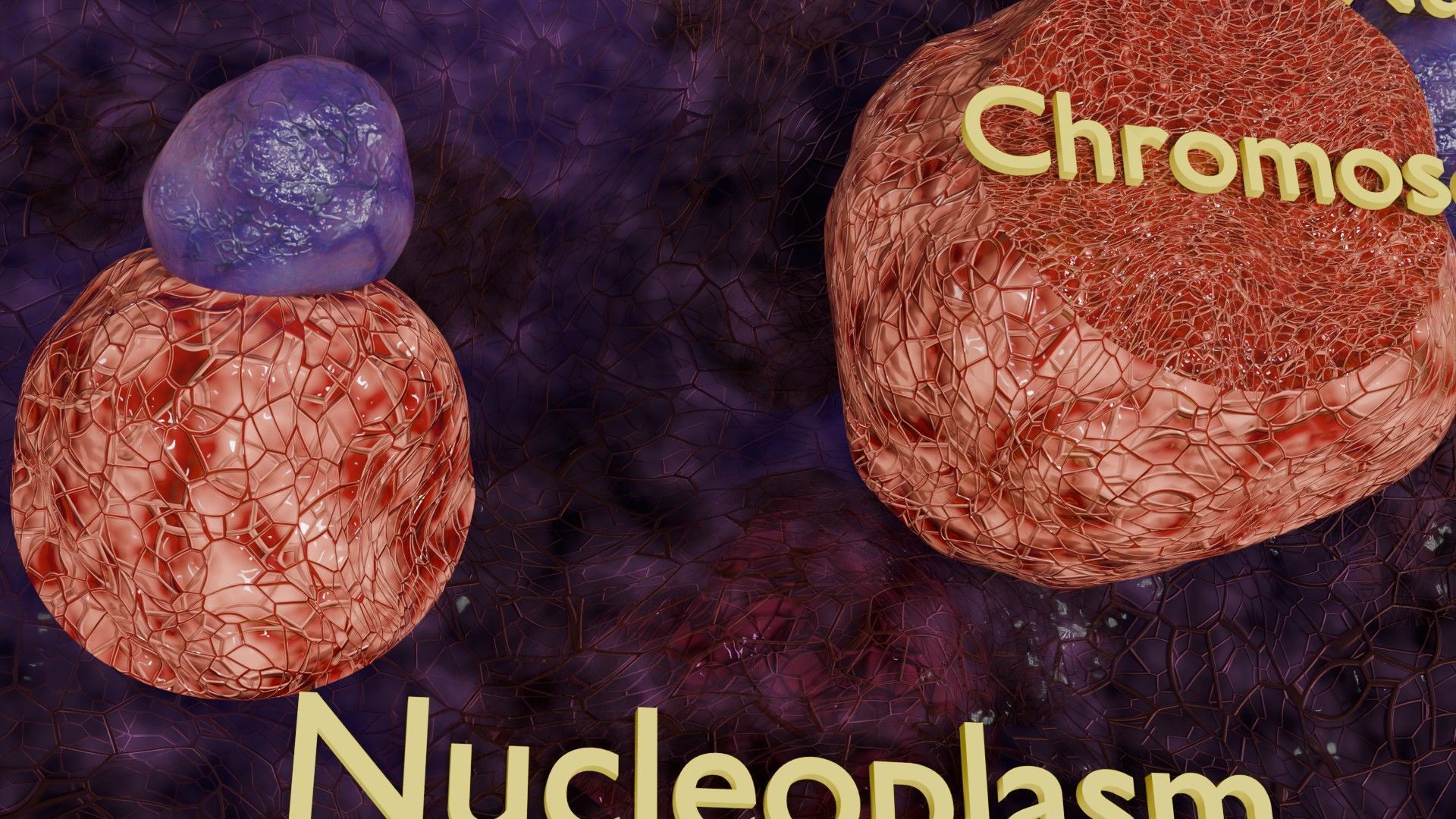 Nucleus structure schematic 3d model Low-poly 3D model_7