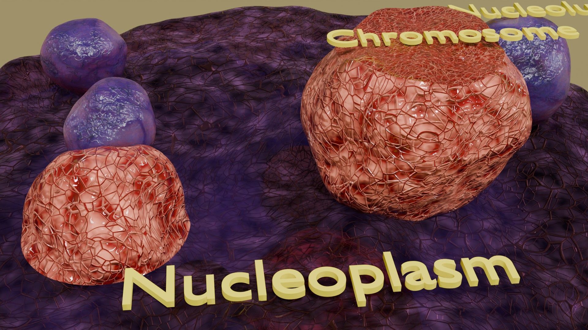 Nucleus structure schematic 3d model Low-poly 3D model_9