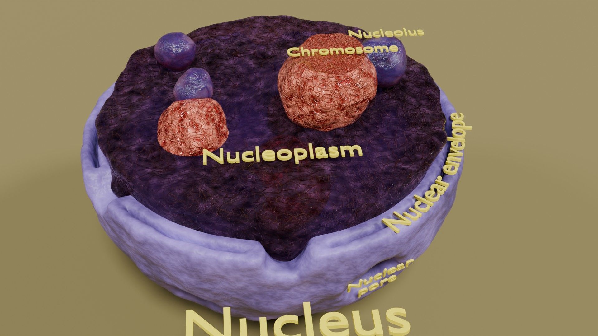 Nucleus structure schematic 3d model Low-poly 3D model_2