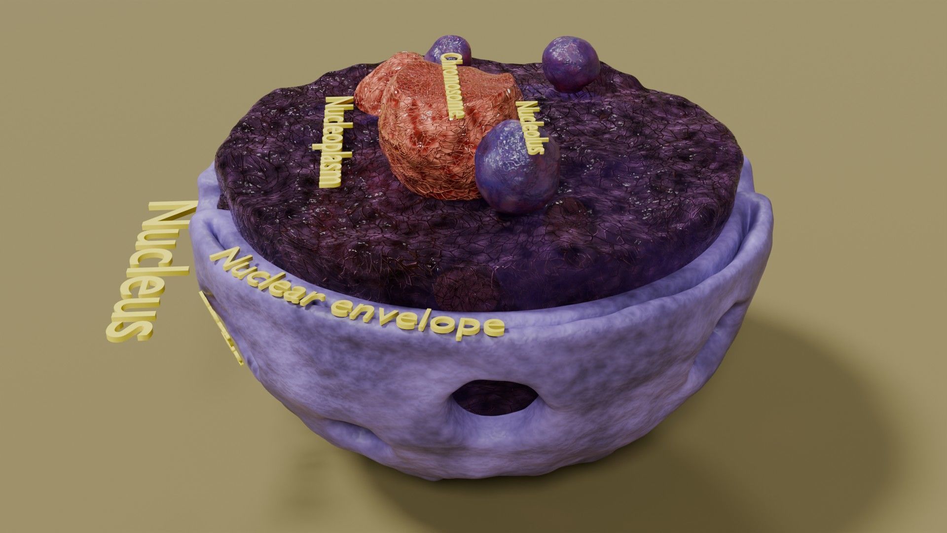 Nucleus structure schematic 3d model Low-poly 3D model_1