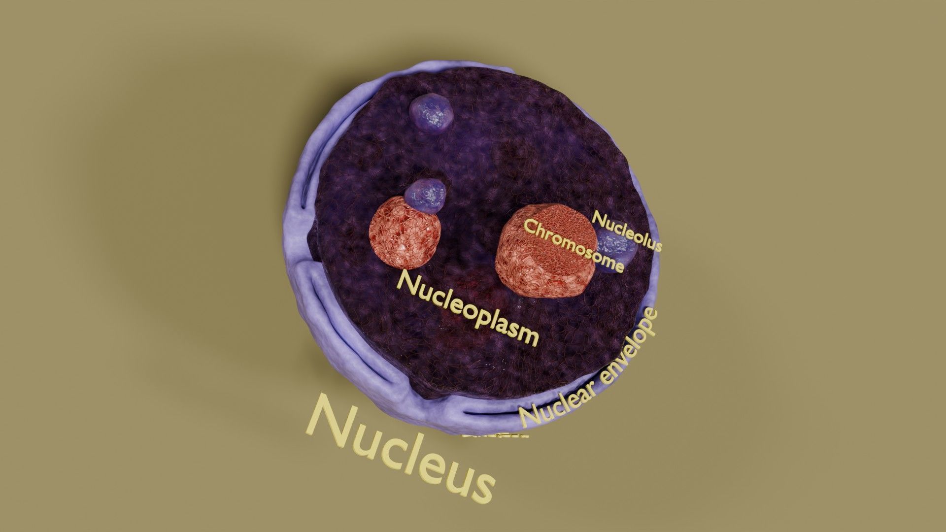 Nucleus structure schematic 3d model Low-poly 3D model_5