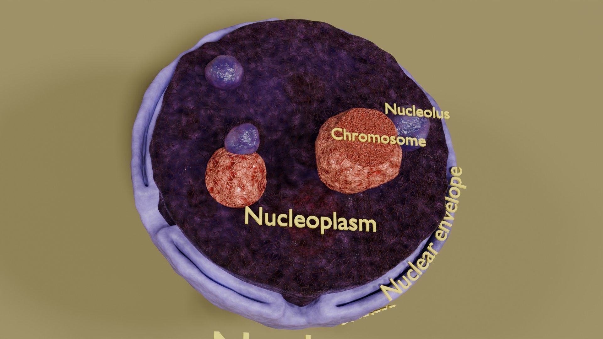 Nucleus structure schematic 3d model Low-poly 3D model_6