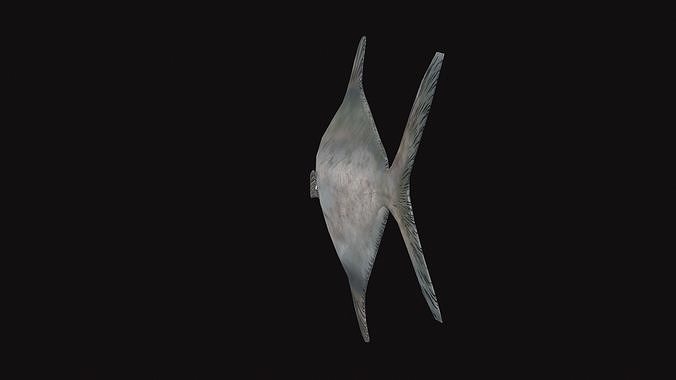 Rupchanda Fish Low-poly 3D model 3