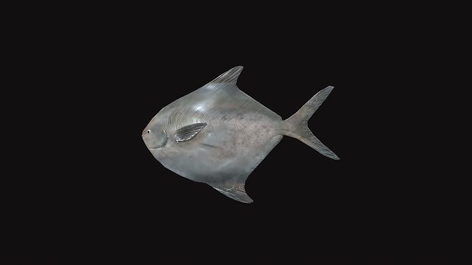 Rupchanda Fish Low-poly 3D model 5